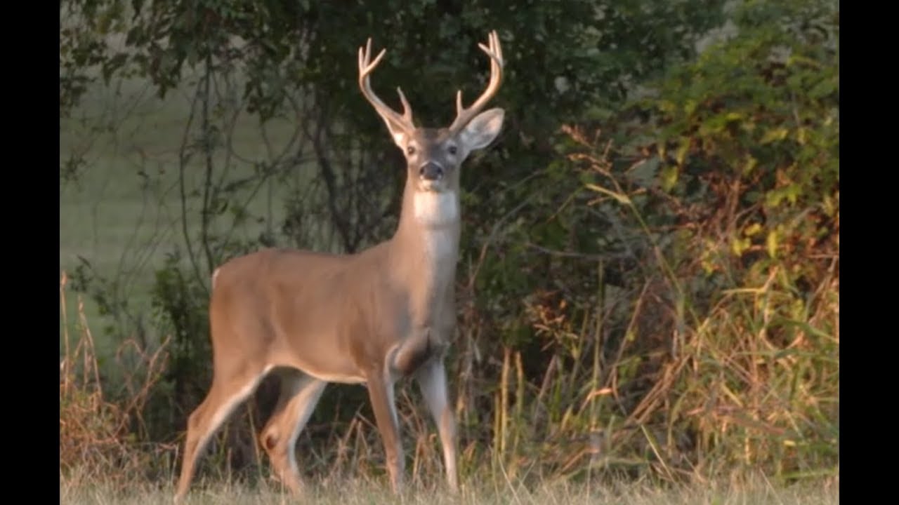 Arkansas Wildlife - S5.E1, Legacy of Conservation and the Science of