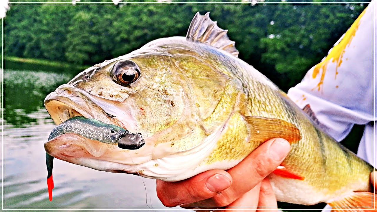 MUSISZ MIEĆ te GŁÓWKI JIGOWE na OKONIA...?! Z NIMI ZŁOWISZ WIĘCEJ RYB !!!