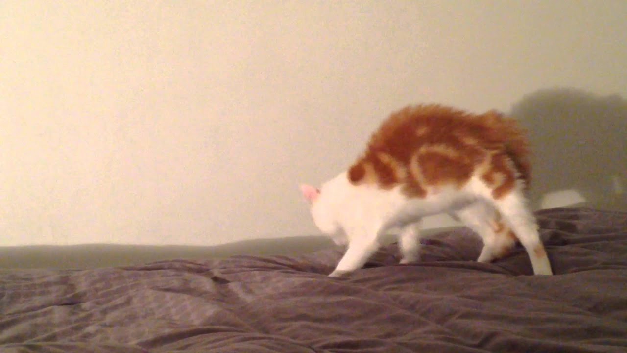 Le Chat Qui Avait Peur De Son Ombre Youtube