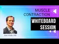 Muscle Contraction Explained | Step-by-Step Whiteboard Session