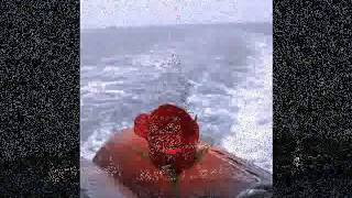 Özgürlük Çiceği