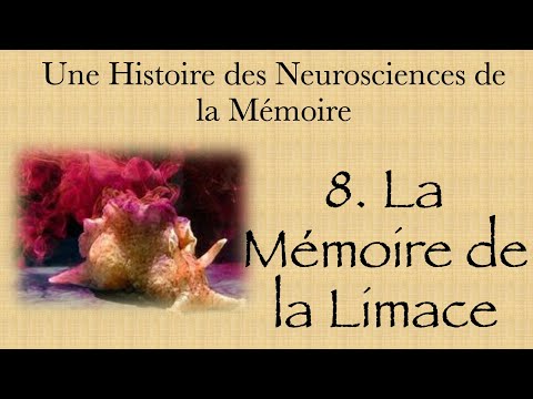 Une histoire des neurosciences de la mémoire - partie 8 la mémoire de la limace