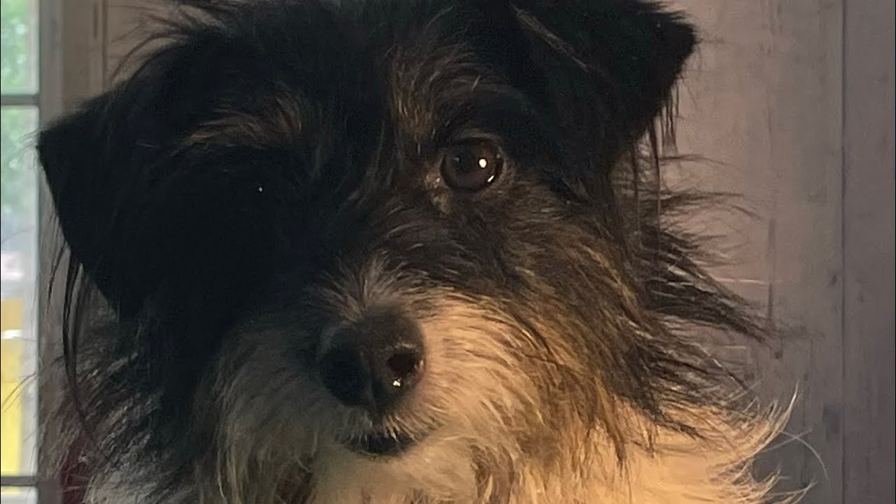 What Does Dogs Like To Eat YouTube What Does Dogs Like To Eat YouTube