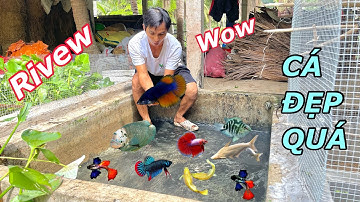 Tác Hồ Cá Cảnh Cộng Đồng Phát Hiện Cá Bảy Màu Cá Lia Thia Siêu Đẹp