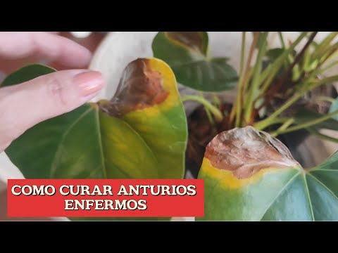 qué hacer cuando las hojas se vuelven amarillas en anthurium (felicidad masculina)