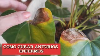 COMO CURAR ANTURIOS ENFERMOS   te voy a enseñar a eliminar está bacteria que afecta los anturios 💚