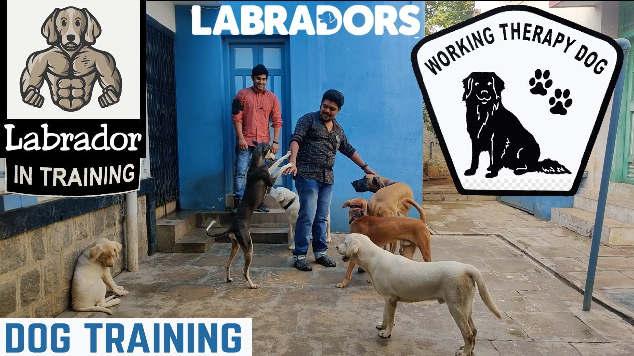 Hyperactive control & Teaching Patience || Trained 6 Months Old Labrador For 2 weeks || Rocky ||