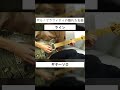 『ライン』#ポルノグラフィティ #ギター #弾いてみた #shorts