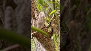 #work #dayinmylife #blog #nature #naturesounds #wildlife #frogs #frog #comealong #pov #psa #fyp #goo