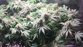 scoobyblue  Greenbody Generics week 6 flower