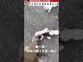 道路に出てきた子猫を保護しようとした結果