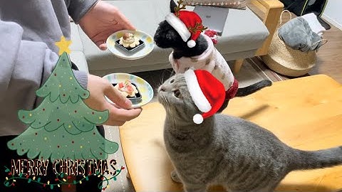 猫たちにクリスマスケーキをあげたらまさかのこうなった。