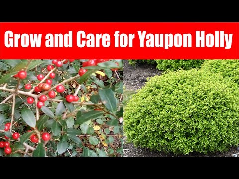 Vídeo: Info On Yaupon Holly - Como cuidar de um arbusto de azevinho Yaupon