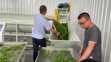 green tea fixation machine，automatic processing machine，Chama brand