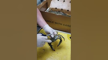 How to clean a fresh soft shell crab