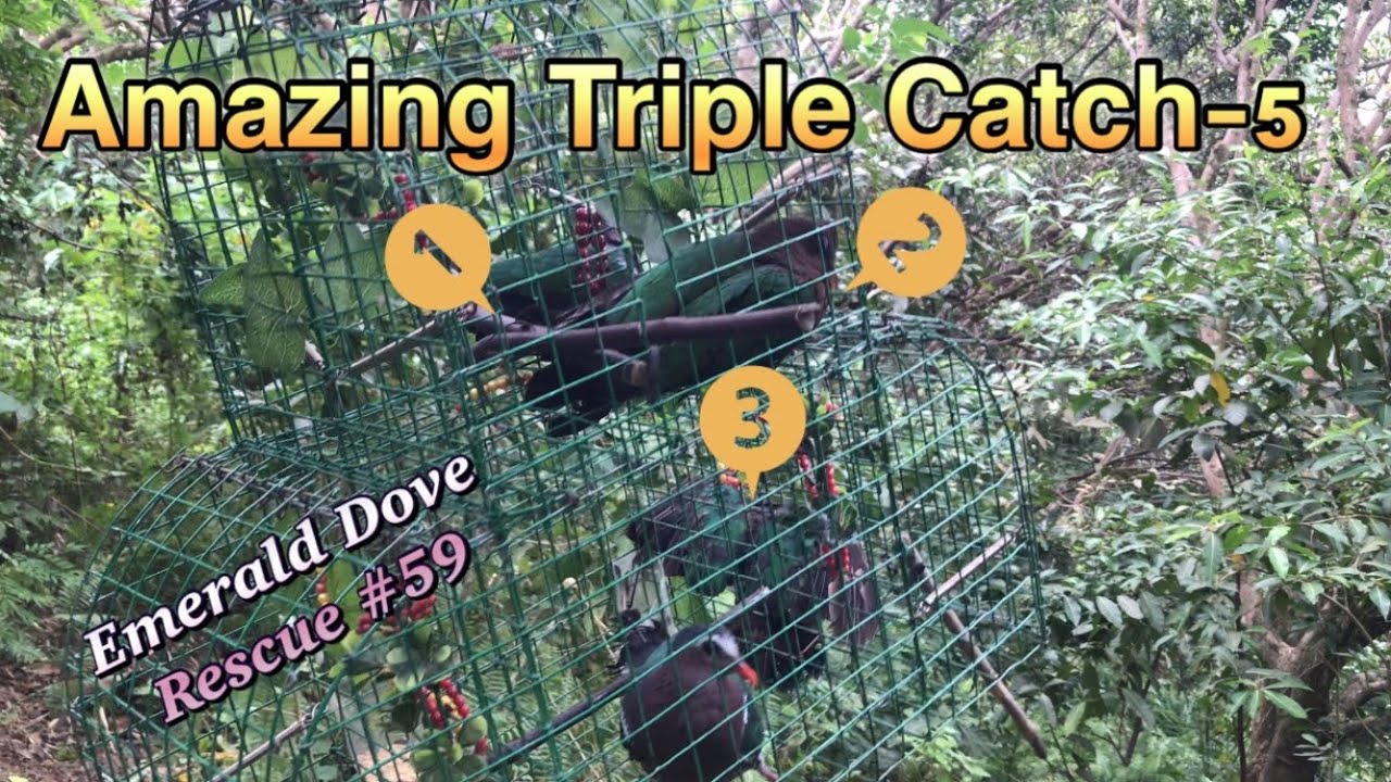 Amazing Triple Catch-5 On Emerald Dove Rescue #59 | Using Cagetrap | Catching A Couple