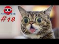 5 МИНУТ СМЕХА, ПРИКОЛЫ 2019, ТОП СМЕШНЫХ ВИДЕО С КОТАМИ/Смешные животные/TOP FUNNY PETS #18