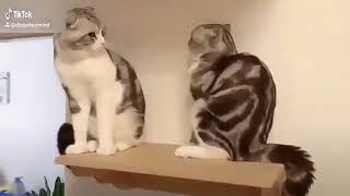 Zirve Tek Kişiliktir