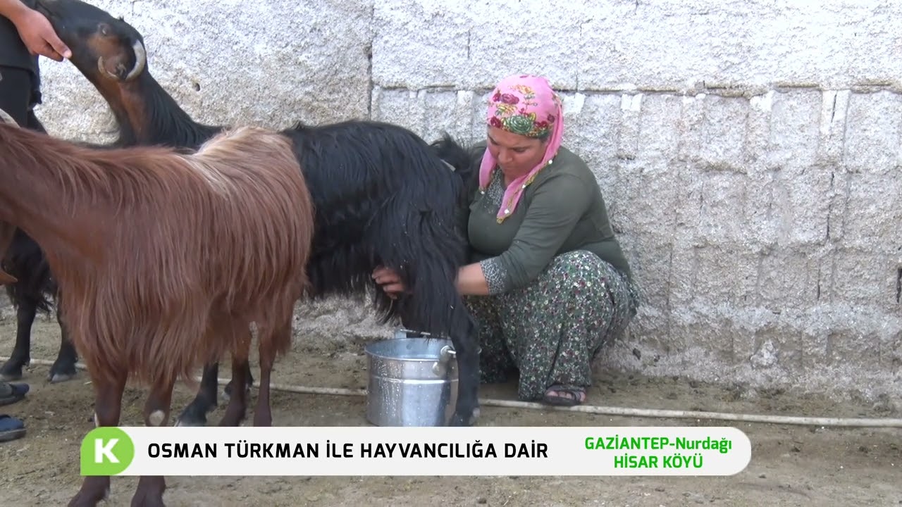 DEPREM BÖLGESİNDE HAYVANCILIK FAALİYETLERİ (GAZİANTEP - NURDAĞ/HİSAR KÖYÜ