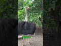 GET ATTACKED BY GIANT OSTRICH LIVE! #shorts