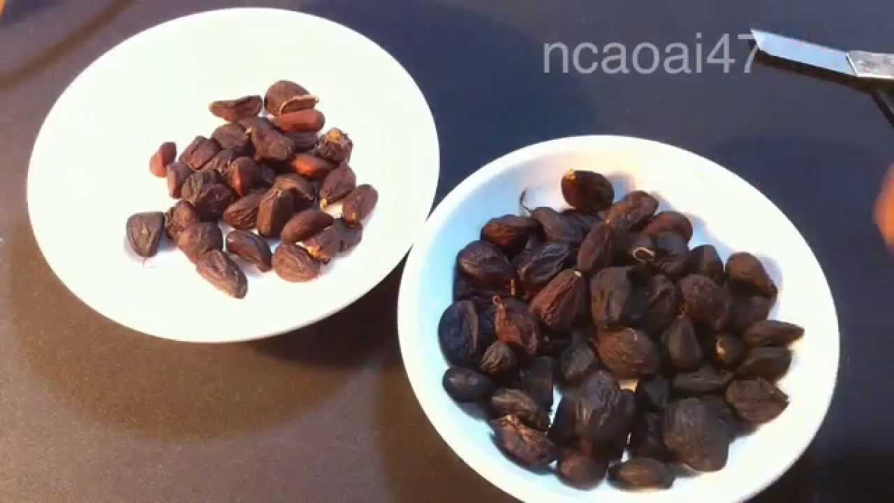 Fishing - How to make Carp bait-Secret spices (61)Mồi... - youtube