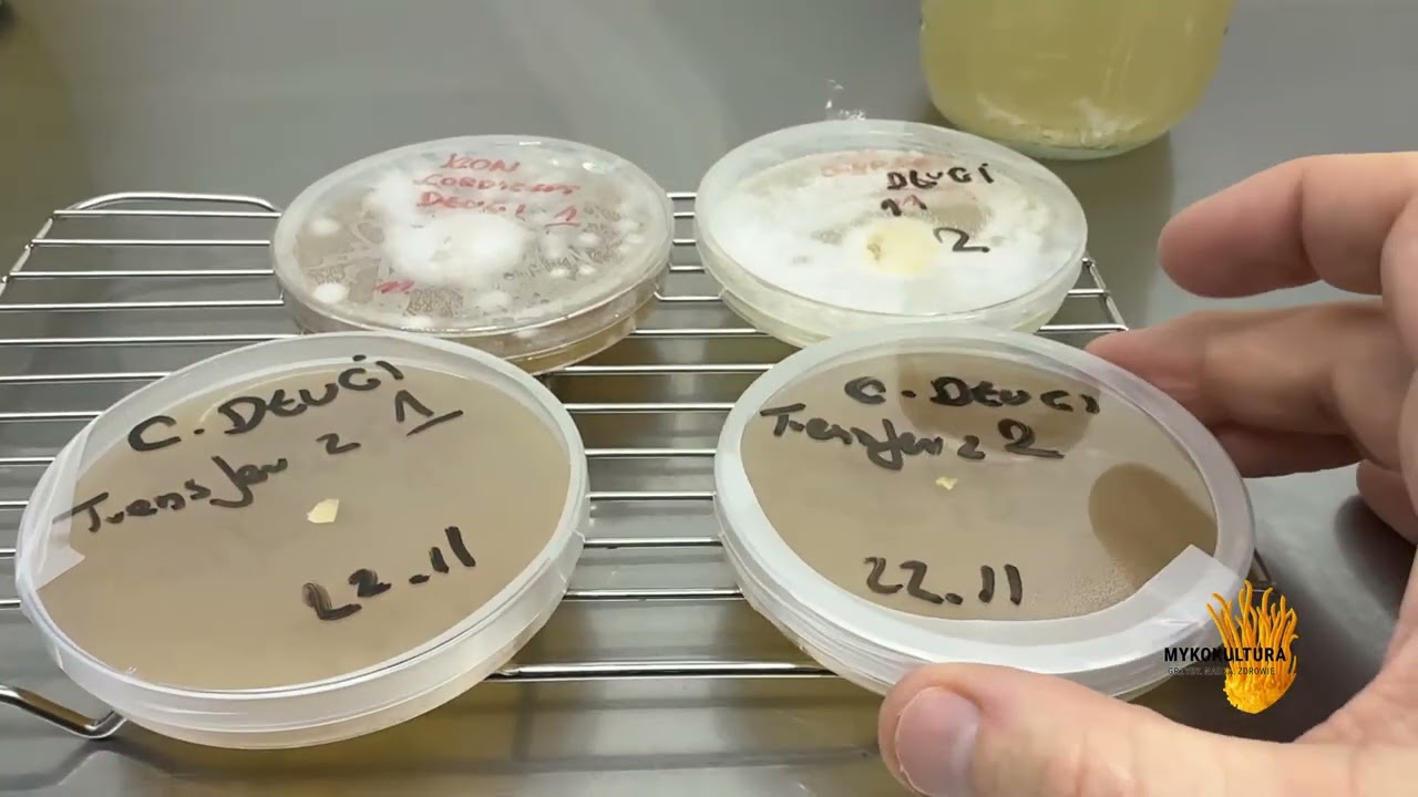 Cordyceps Militaris – -Klonowanie , czy warto ?! #mushroom #cordyceps  #grzyby