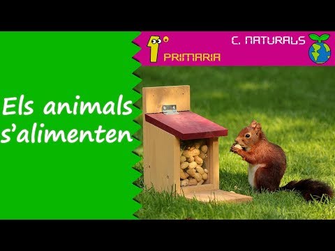 Vídeo: Quins animals mengen els salzes?