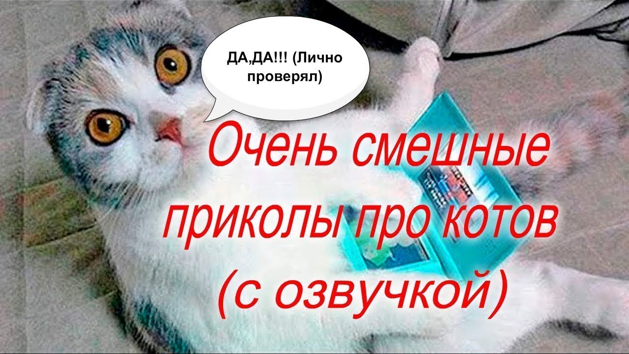 Включи приколы с озвучкой. Коты с озвучкой. Смешные котики с озвучкой. Смешные кошки с озвучкой. Приколы про котов с озвучкой.