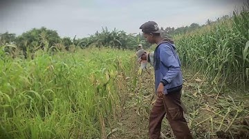 Field Prep: Clearing Corn Stalks for Next Season