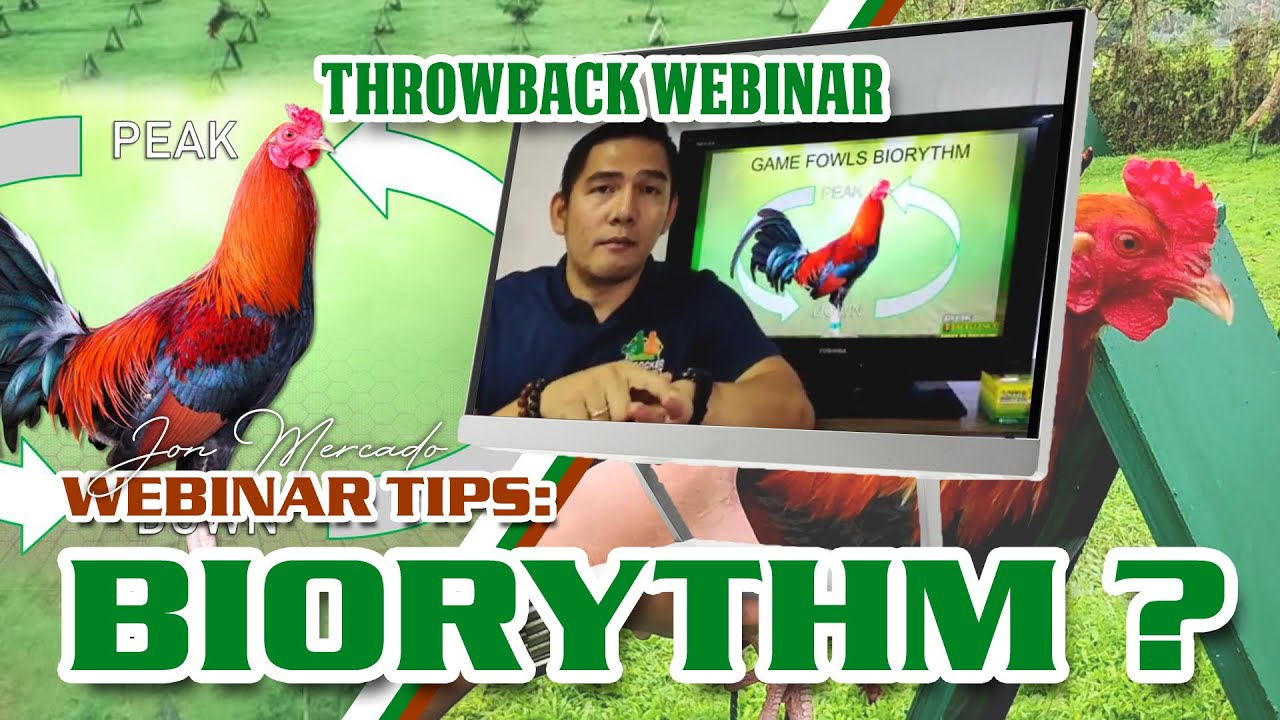 BIORHYTHM? (PEAK or OFF?) THROWBACK WEBINAR TIPS - YouTube
