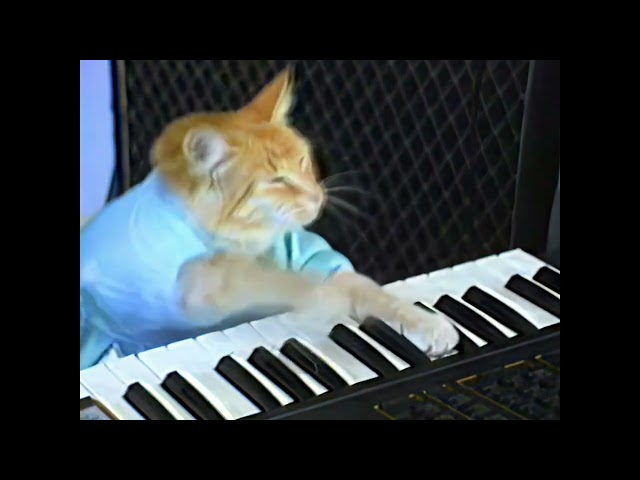 KEYBOARD CAT 8K 60 FPS (УЛУЧШЕННЫЙ МЕМ)🎹🎹🎹 class=