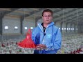 [CN] Broiler Floor Housing