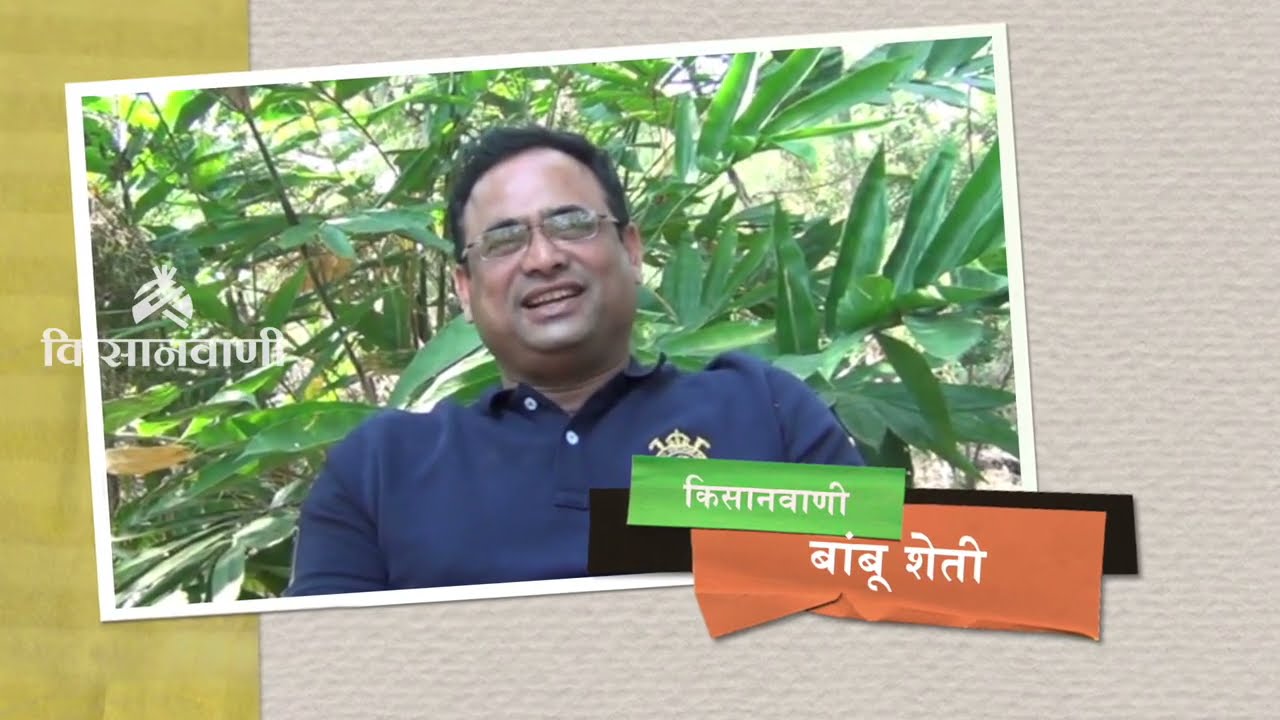 चंदन शेतीपेक्षा फायदेशिर शेती; पहा 'ही' यशोगाथा