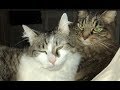 Relax    Sixty Seconds of Kitty Love