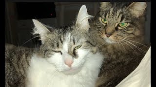 Relax    Sixty Seconds of Kitty Love by LostPet FoundPet 817 views 5 years ago 1 minute, 2 seconds