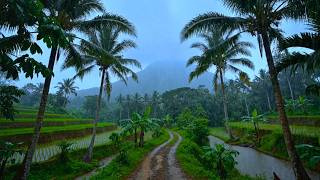 Deep Sleep &amp; Calm Mind in Tropical Rain Rice Field Path with Nature Rain Sounds Relaxation ASMR