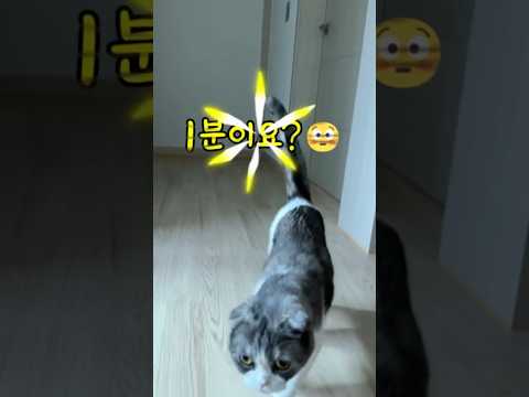 고양이가 문앞에서 아빠를 기다린지 벌써 1년 #고양이 #cat #고양이일상 #cutecat