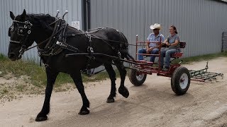 Best Way to Learn Draft Horse Wagon Cart Carriage Driving Best Way to Learn Draft Horse Wagon Cart Carriage Driving