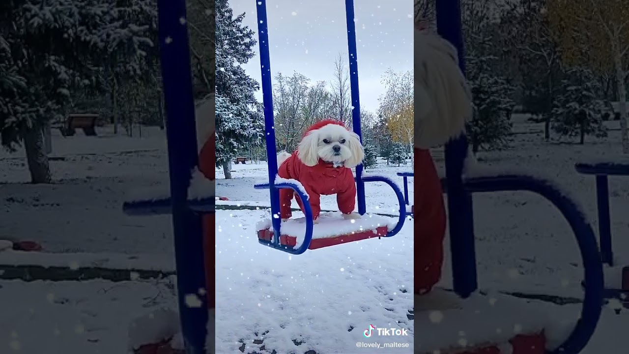 Смешное Видео Новый Год 2022