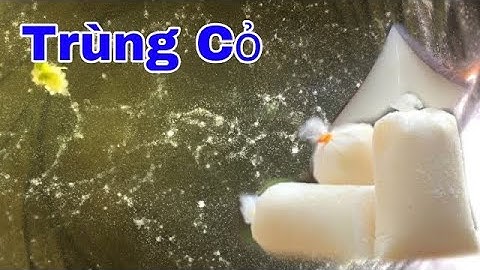 Cách Tạo Trùng Cỏ Đơn Giản - Thức Ăn Cho Cá Bột