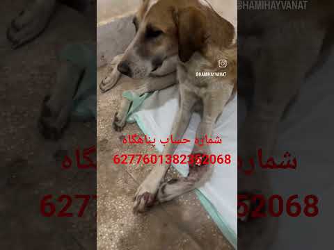 شماره حساب پناهگاه 6277601382352068