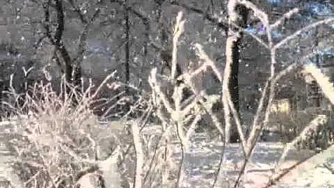 куст песня падает снег