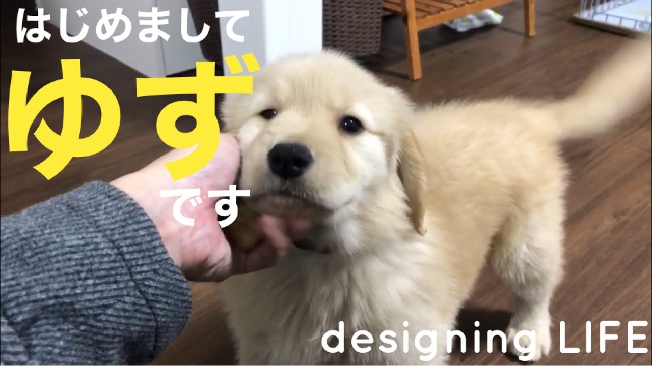 イングリッシュゴールデン・ゆずです。② ゴールデンレトリバーのゆずちゃんがやってきた - YouTube