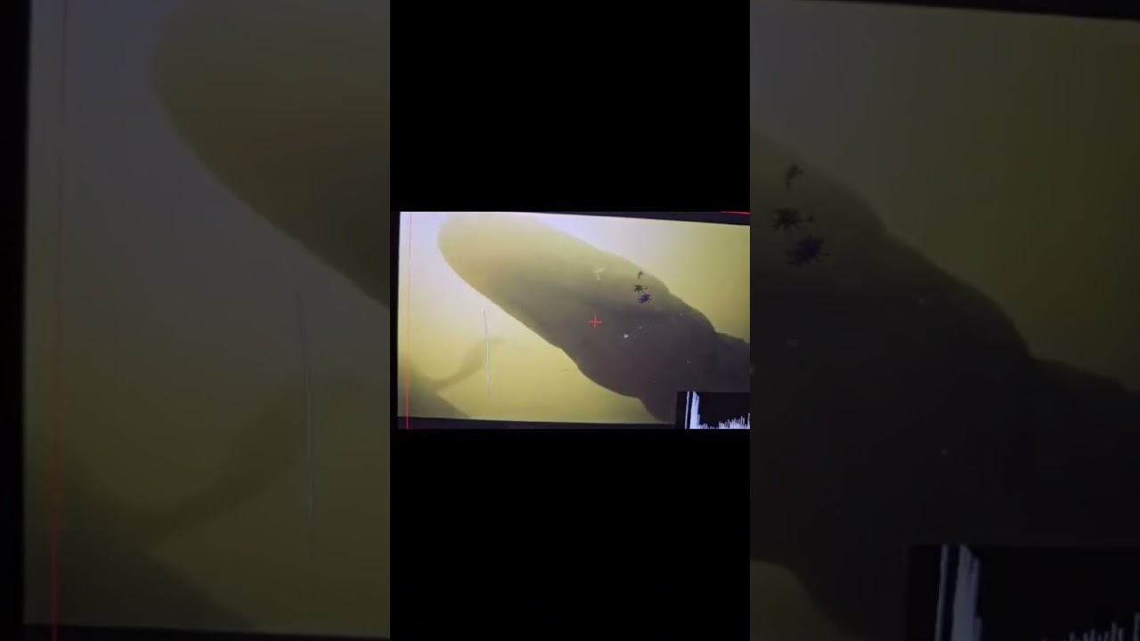 When Crocodiles Attack 