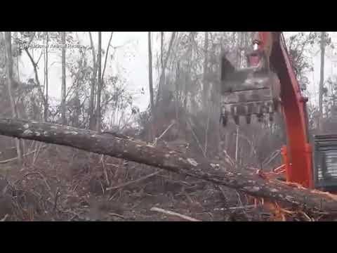 Orangutan Tries To Fight Off Excavator That's Destroying His Home