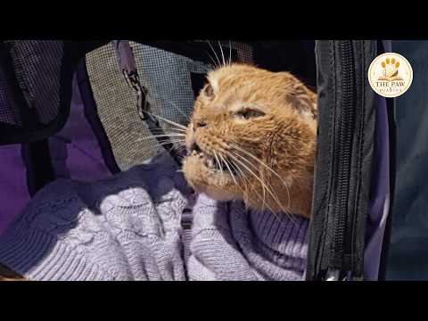 Dying Stray Cat Nobody Wanted… Spent His Final Days Surrounded By Love.