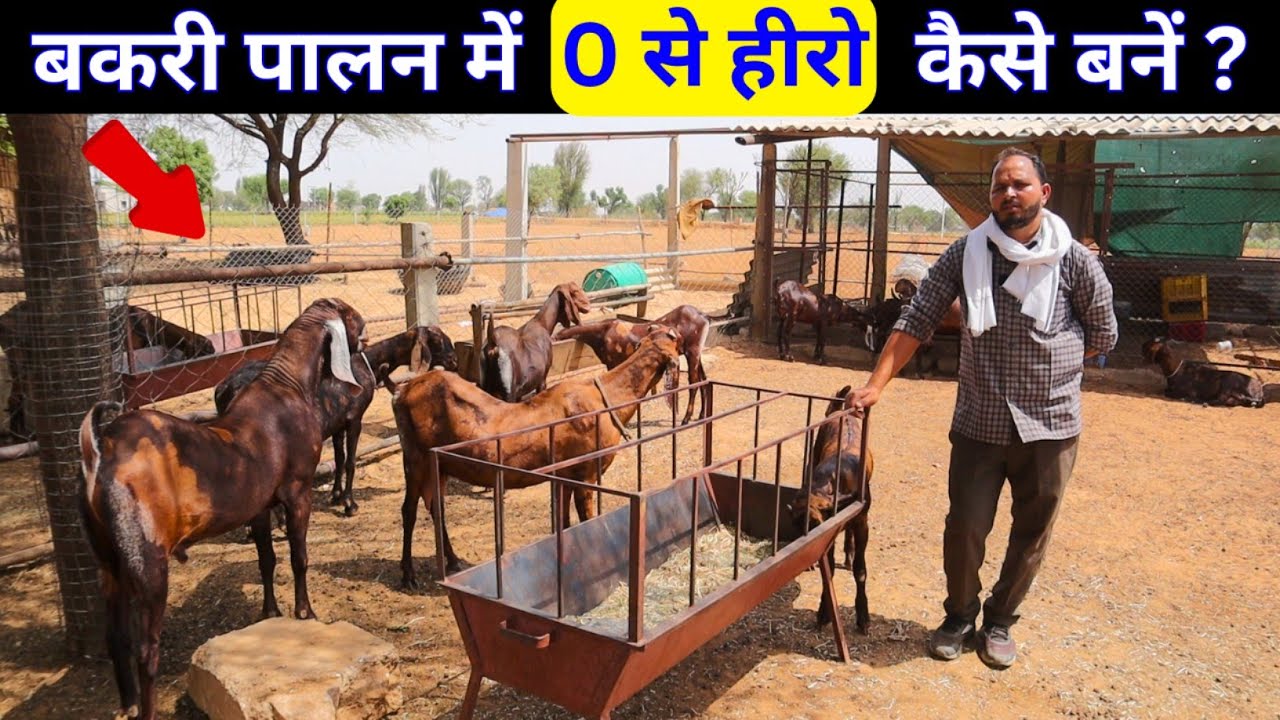 बकरी पालन में 0 से हीरो कैसे बनें ? Goat farming business in india | Bakri palan| goat farm tour