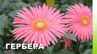 ГЕБРЕРА: условия выращивания, обзор сортов и коллекции, белорусская селекция