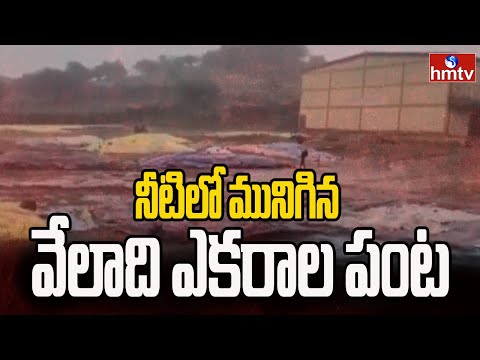 నీటిలో మునిగిన వేలాది ఎకరాల పంట | Heavy Rain | hmtv - HMTVNEWS