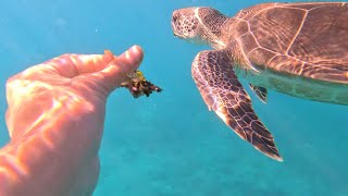 Swimming with Turtles at Turtle Beach in Cyprus / Schwimmen mit Schildkröten auf Zypern ( Part 2)